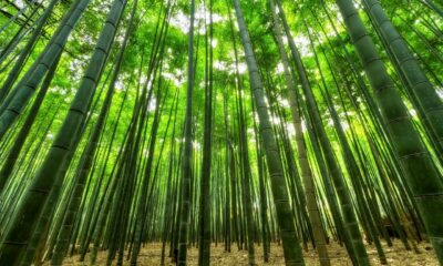 bamboo