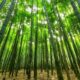 bamboo